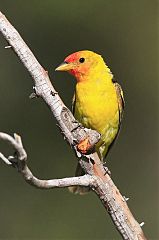 Western Tanager